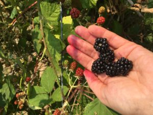 Blackberry picking, 2017